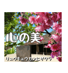 沖縄の花大好き10。花の島沖縄行きたい。（個別スタンプ：2）