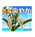 沖縄の花大好き10。花の島沖縄行きたい。（個別スタンプ：3）