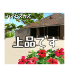 沖縄の花大好き10。花の島沖縄行きたい。（個別スタンプ：5）