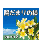 沖縄の花大好き10。花の島沖縄行きたい。（個別スタンプ：17）