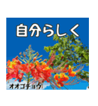 沖縄の花大好き10。花の島沖縄行きたい。（個別スタンプ：24）