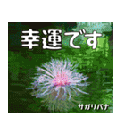 沖縄の花大好き10。花の島沖縄行きたい。（個別スタンプ：28）