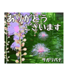 沖縄の花大好き10。花の島沖縄行きたい。（個別スタンプ：29）