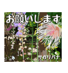 沖縄の花大好き10。花の島沖縄行きたい。（個別スタンプ：30）