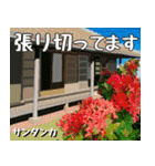 沖縄の花大好き10。花の島沖縄行きたい。（個別スタンプ：39）