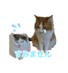 ひだまり☀️（個別スタンプ：4）