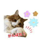 ひだまり☀️（個別スタンプ：13）
