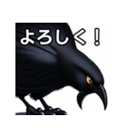 おしゃべりなカラス（個別スタンプ：1）