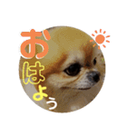 チワワきょうだい（個別スタンプ：1）