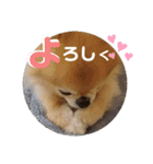 チワワきょうだい（個別スタンプ：2）