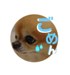 チワワきょうだい（個別スタンプ：3）