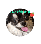 チワワきょうだい（個別スタンプ：5）