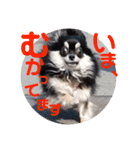 チワワきょうだい（個別スタンプ：7）