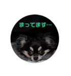 チワワきょうだい（個別スタンプ：8）