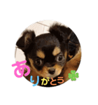 チワワきょうだい（個別スタンプ：10）