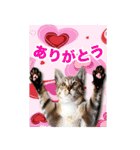西成のたくましいネコ達（個別スタンプ：1）