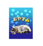 西成のたくましいネコ達（個別スタンプ：2）