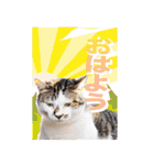 西成のたくましいネコ達（個別スタンプ：3）