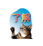 西成のたくましいネコ達（個別スタンプ：4）