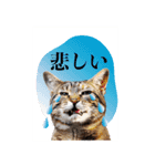 西成のたくましいネコ達（個別スタンプ：8）