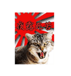 西成のたくましいネコ達（個別スタンプ：10）