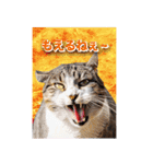 西成のたくましいネコ達（個別スタンプ：11）