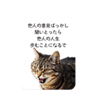 西成のたくましいネコ達（個別スタンプ：13）