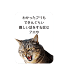 西成のたくましいネコ達（個別スタンプ：14）