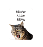 西成のたくましいネコ達（個別スタンプ：15）