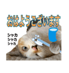 Johnny ＆ Chocola ＆ かりん ⑫（個別スタンプ：1）
