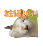 Johnny ＆ Chocola ＆ かりん ⑫（個別スタンプ：20）