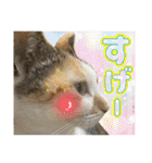 Johnny ＆ Chocola ＆ かりん ⑫（個別スタンプ：23）
