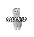 フェイ⤴︎お疲れィ！よしだまんです（個別スタンプ：40）