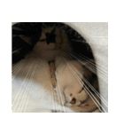 きなこだいふくすたんぷ（個別スタンプ：7）