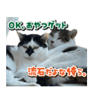 きなこだいふくすたんぷ（個別スタンプ：8）