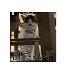 きなこだいふくすたんぷ（個別スタンプ：9）
