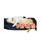 きなこだいふくすたんぷ（個別スタンプ：11）