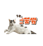きなこだいふくすたんぷ（個別スタンプ：12）