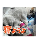 きなこだいふくすたんぷ（個別スタンプ：13）