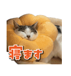 きなこだいふくすたんぷ（個別スタンプ：14）
