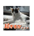 きなこだいふくすたんぷ（個別スタンプ：15）