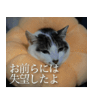 きなこだいふくすたんぷ（個別スタンプ：16）