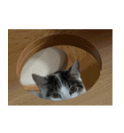 きなこだいふくすたんぷ（個別スタンプ：17）