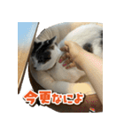 きなこだいふくすたんぷ（個別スタンプ：20）