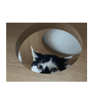 きなこだいふくすたんぷ（個別スタンプ：21）