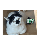 きなこだいふくすたんぷ（個別スタンプ：22）