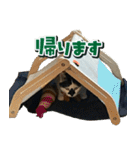 きなこだいふくすたんぷ（個別スタンプ：23）