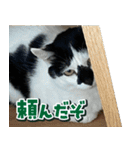きなこだいふくすたんぷ（個別スタンプ：27）