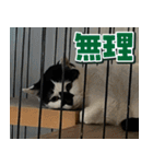 きなこだいふくすたんぷ（個別スタンプ：28）