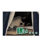 きなこだいふくすたんぷ（個別スタンプ：29）
